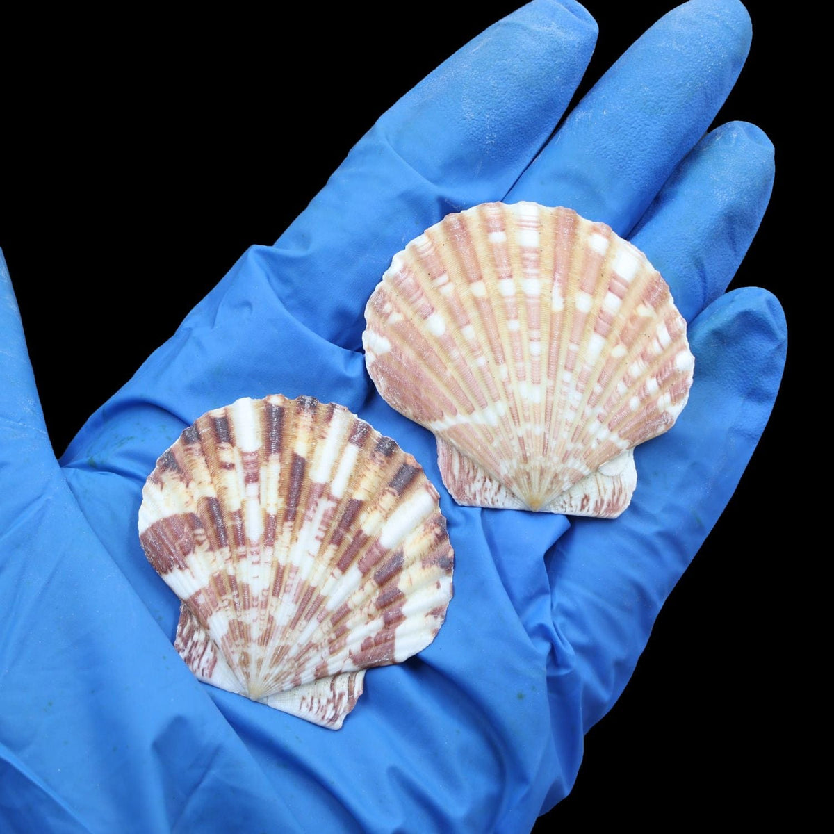 Natural Shell (50Gms) SH030 SH030