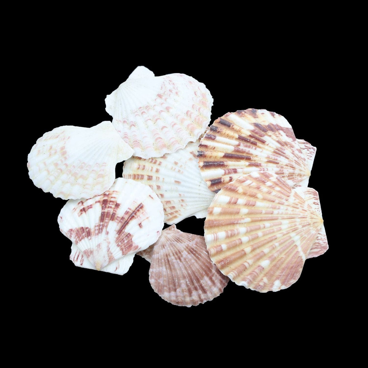Natural Shell (50Gms) SH030 SH030